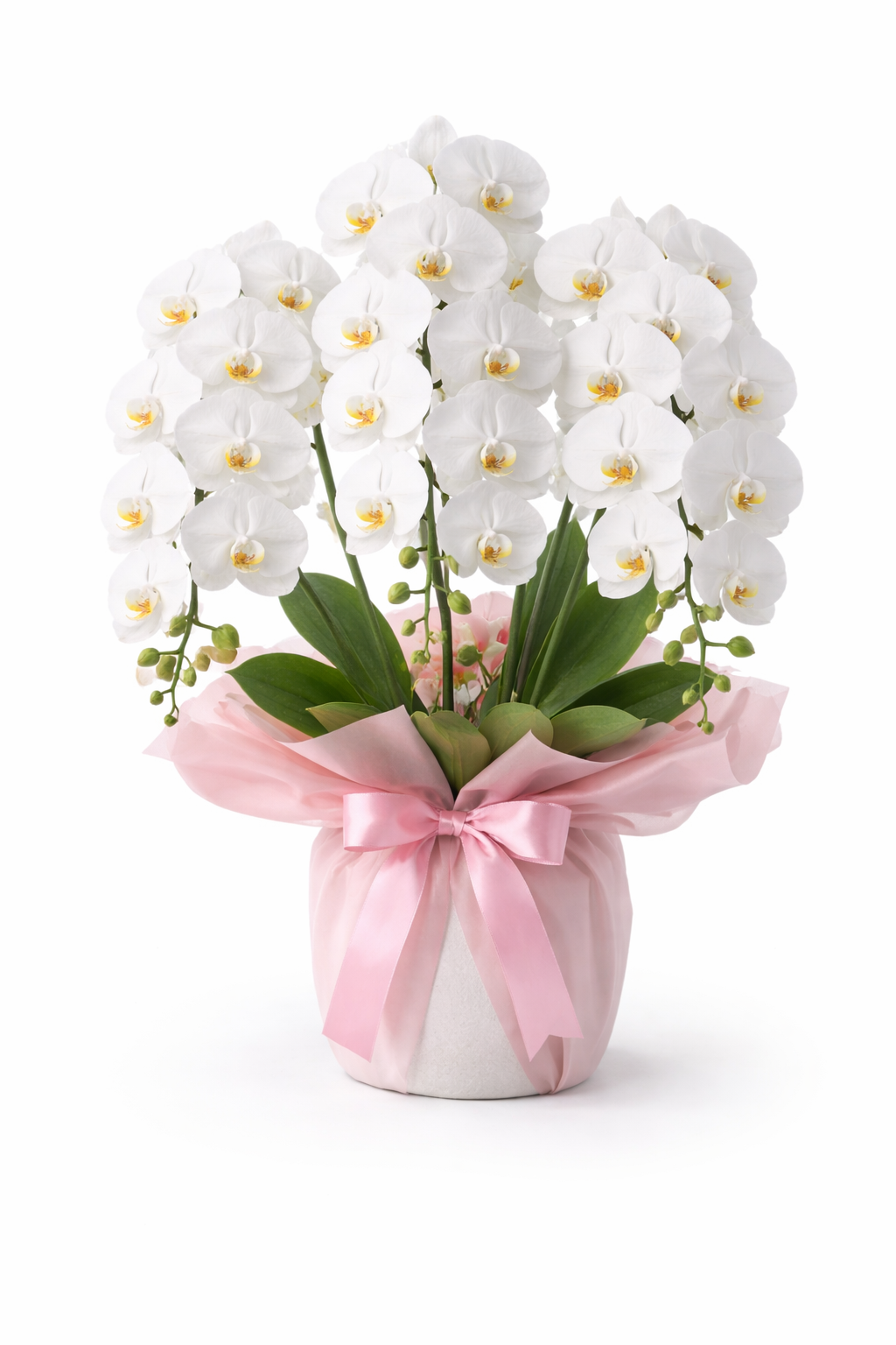 胡蝶蘭 カテゴリ