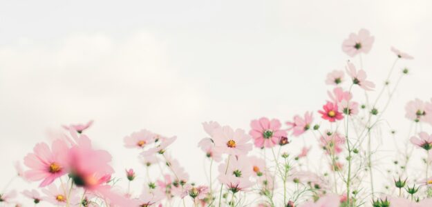 Cropped Tomoko Uji Kxvn1ogpTtE Unsplash 1