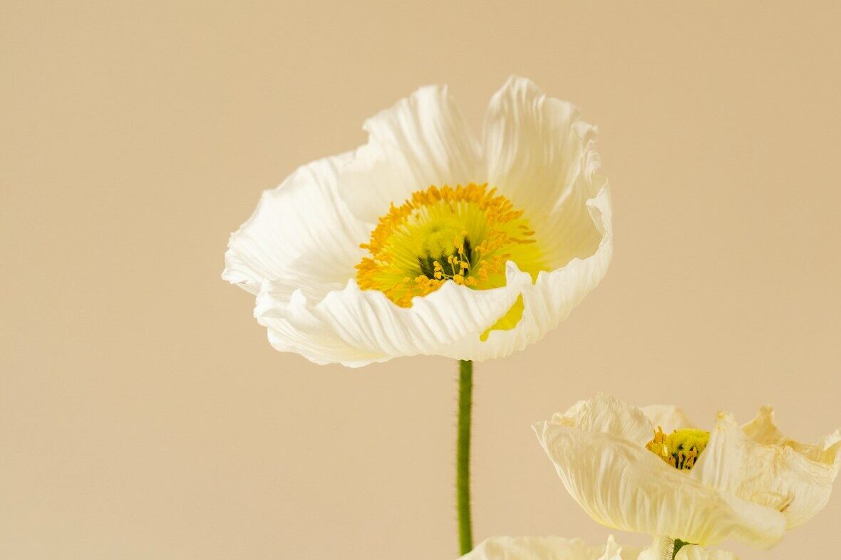 推し活フラワーマーケット