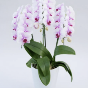 胡蝶蘭 サクラヒメほろ酔い