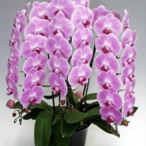 胡蝶蘭 ピンク 35