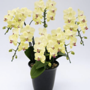 胡蝶蘭 フォーチュンザルツマン