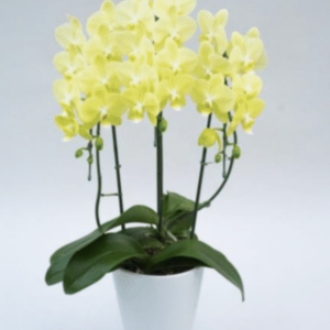 胡蝶蘭 ライムライト