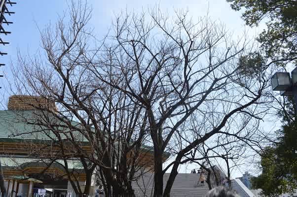 両国国技館にお届けの３基連結バルーンスタンド花